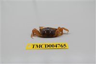 藏品(隆背大眼蟹)的圖片